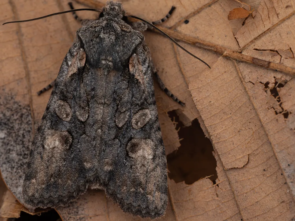 Lithophane ustulata (Butler, 1878) photograph