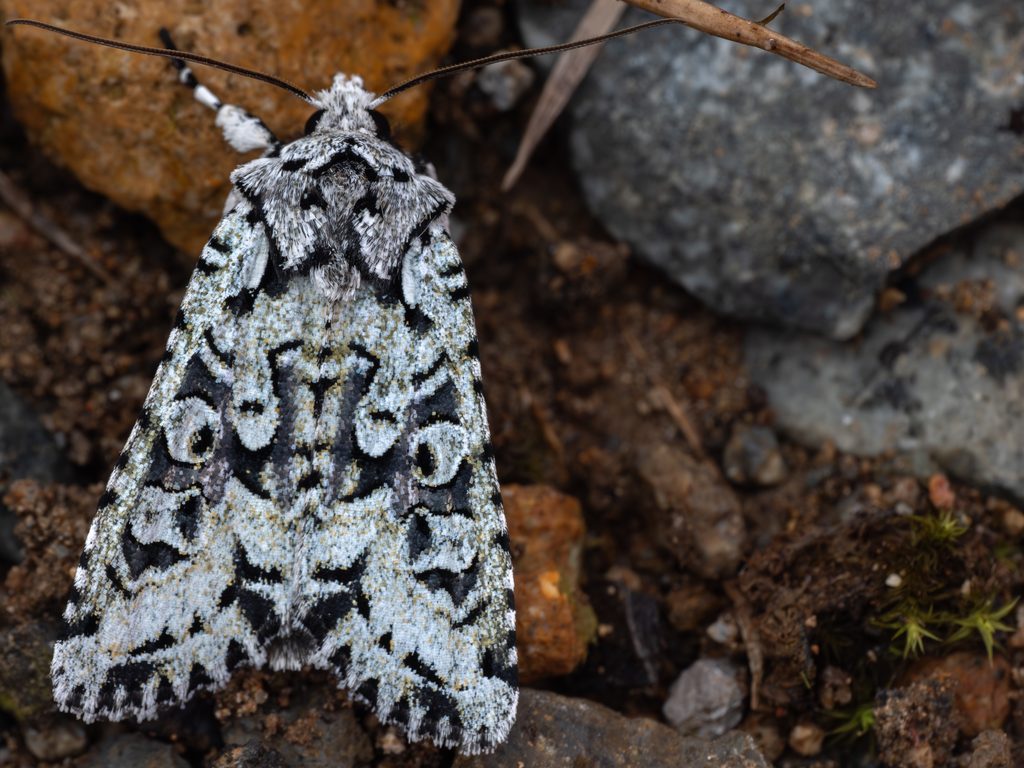 ウスアオキリガ（Lithophane venusta (Leech, 1889)）の写真
