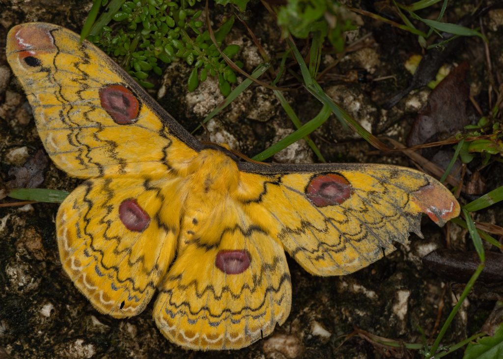 ハグルマヤママユ（Loepa sakaei Inoue, 1965）の写真