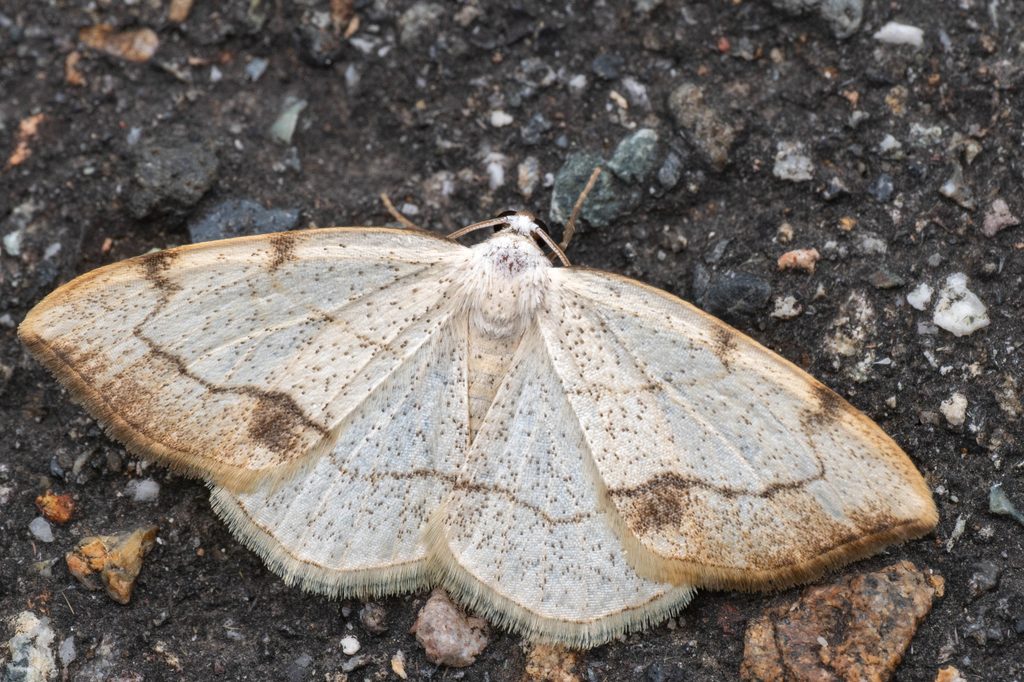 クロズウスキエダシャク（Lomographa simplicior (Butler, 1881)）の写真