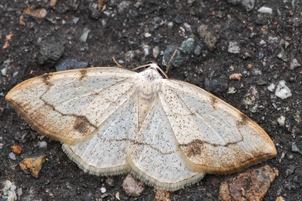 Lomographa simplicior (Butler, 1881) photograph