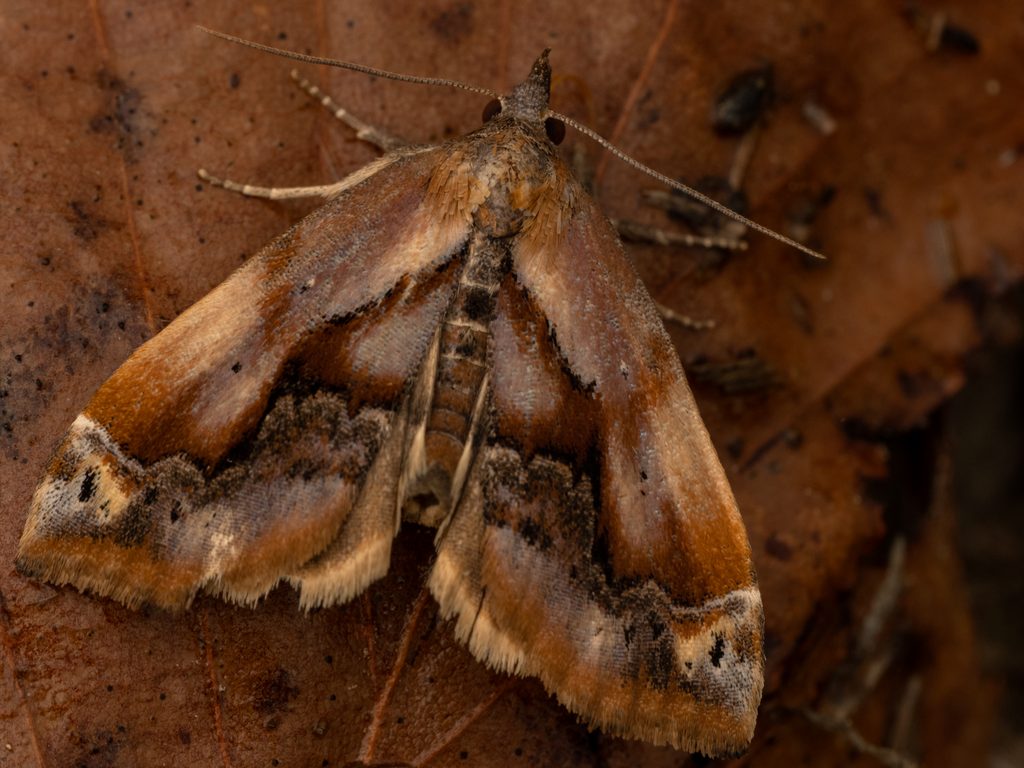 キマダラアツバ（Lophomilia polybapta (Butler, 1879)）の写真