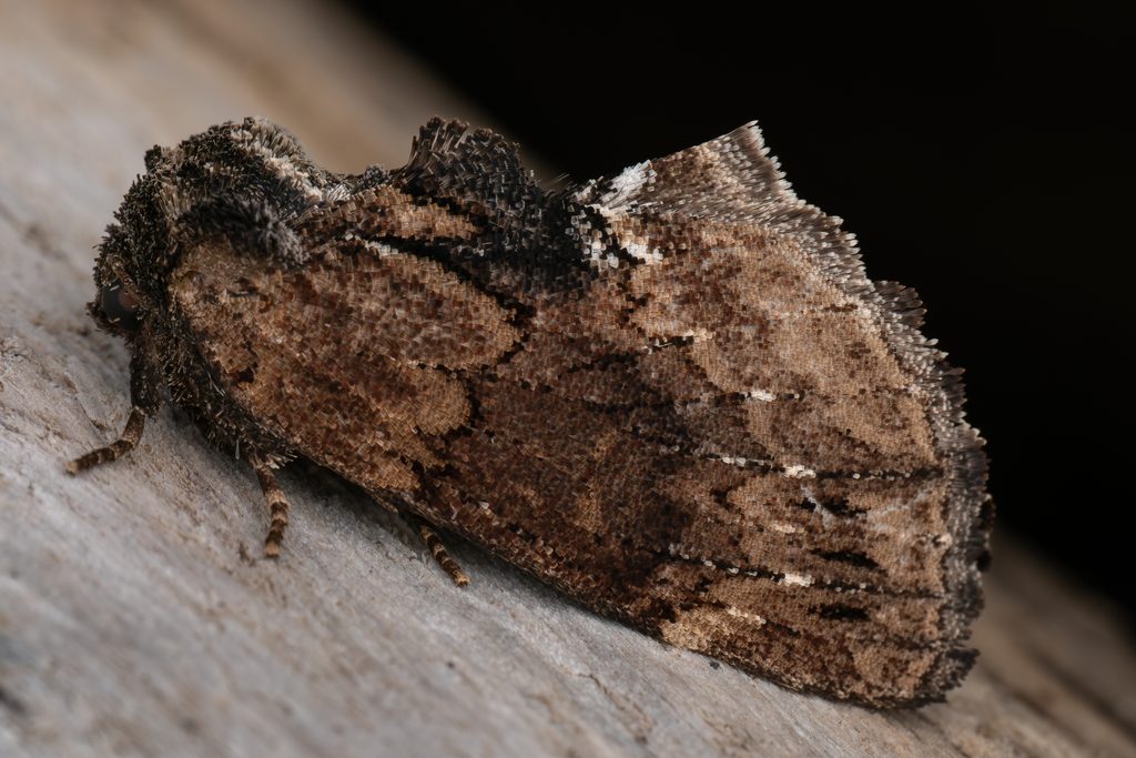 プライヤエグリシャチホコ（Lophontosia pryeri (Butler, 1879)）の写真