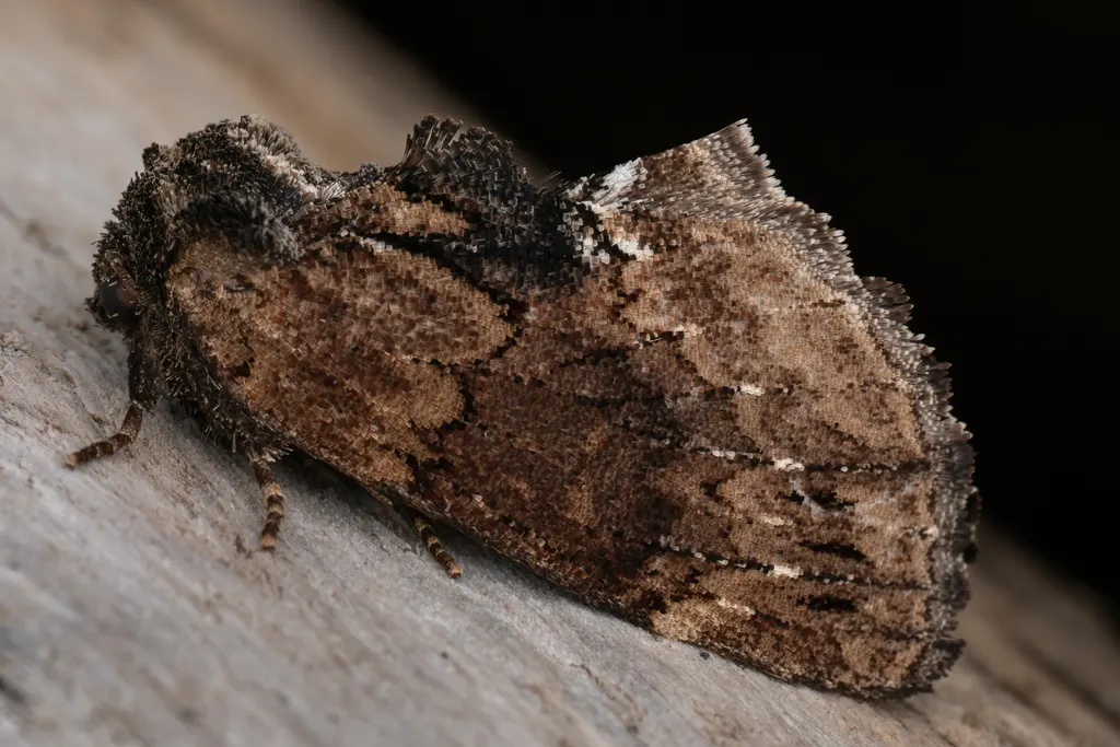 Lophontosia pryeri (Butler, 1879) photograph