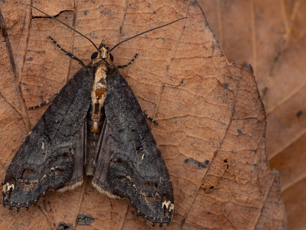 ヤマトホソヤガ（Lophoptera hayesi Sugi, 1982）の写真