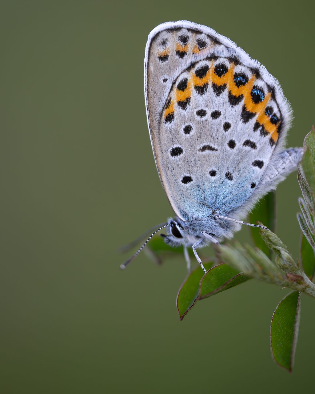 ミヤマシジミ（Lycaeides argyrognomon）の写真