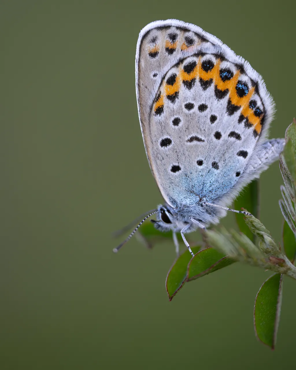 Lycaeides argyrognomon photograph