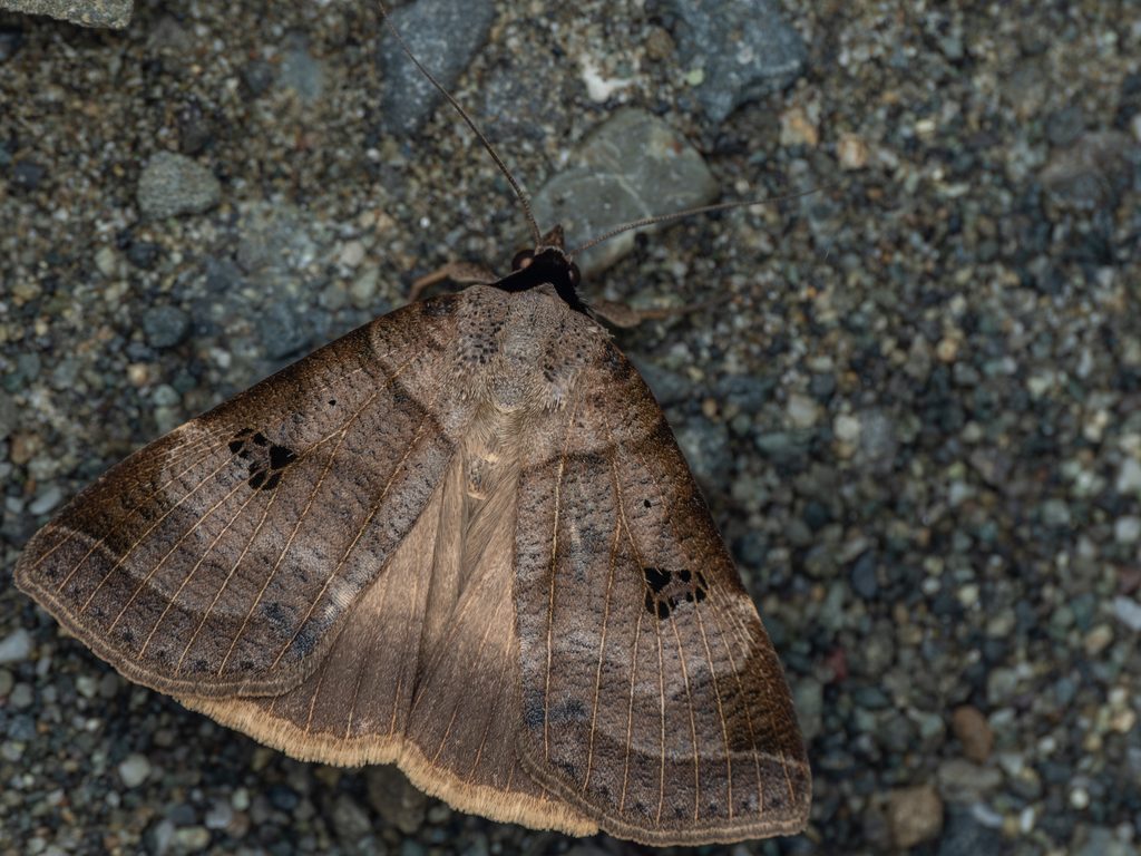 クビグロクチバ（Lygephila maxima (Bremer, 1861)）の写真