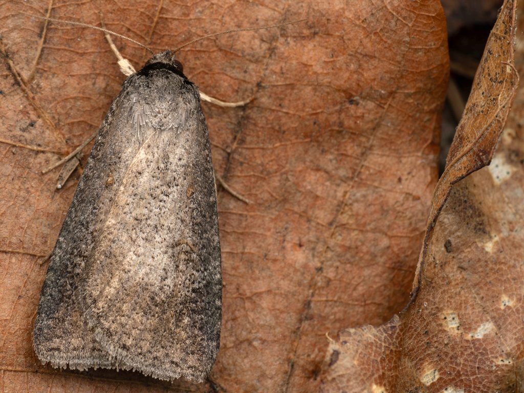 スミレクビグロクチバ（Lygephila nigricostata (Graeser, 1890)）の写真