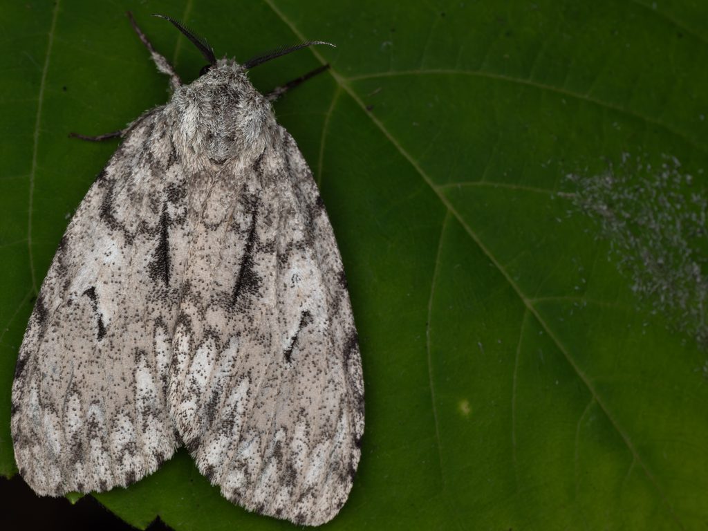Lymantria bantaizana Matsumura, 1933 photograph