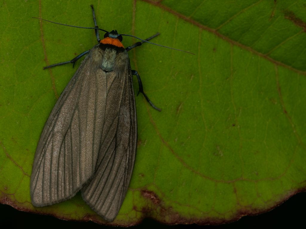 クビワウスグロホソバ（Macrobrochis staudingeri (Alphéraky, 1897)）の写真