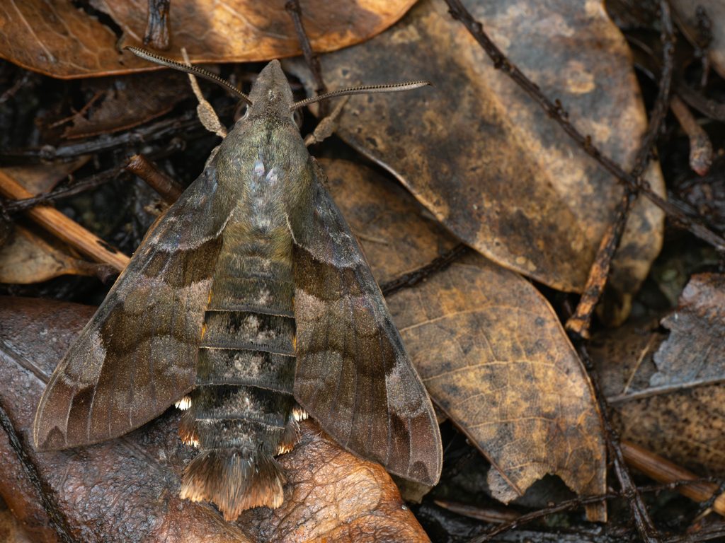 クロホウジャク（Macroglossum saga Butler, 1878）の写真