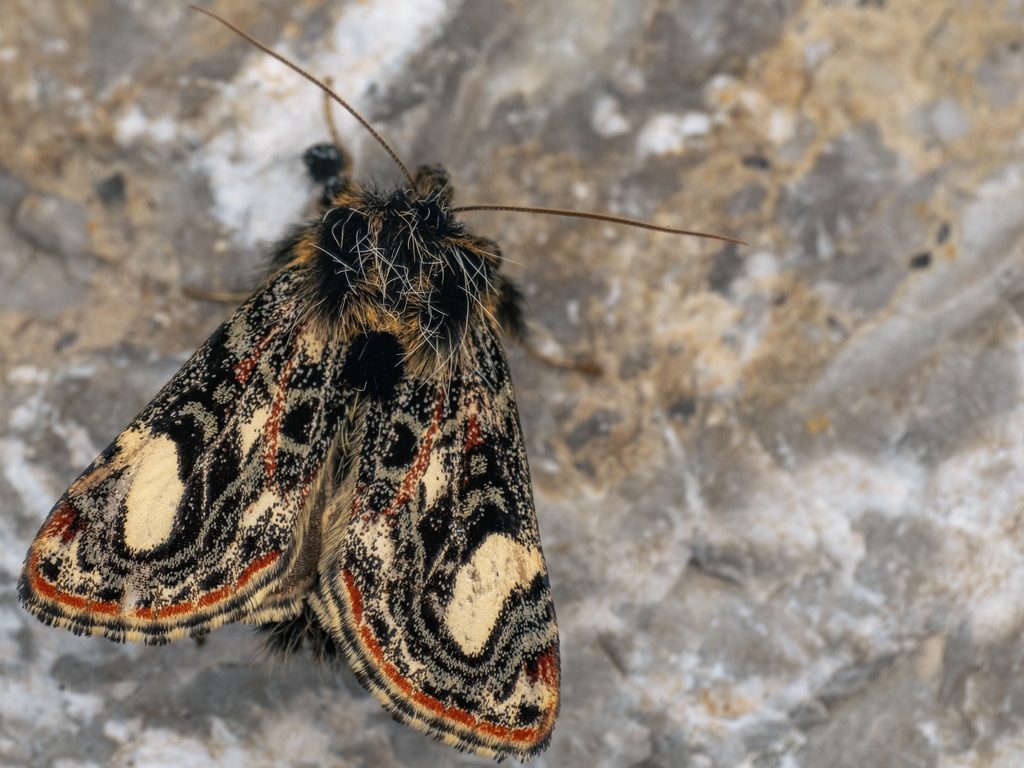 マイコトラガ（Maikona jezoensis Matsumura, 1928）の写真