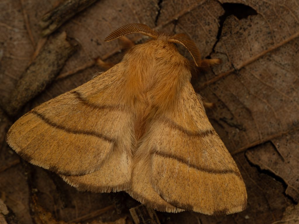 オビカレハ（Malacosoma neustrium (Linnaeus, 1758)）の写真