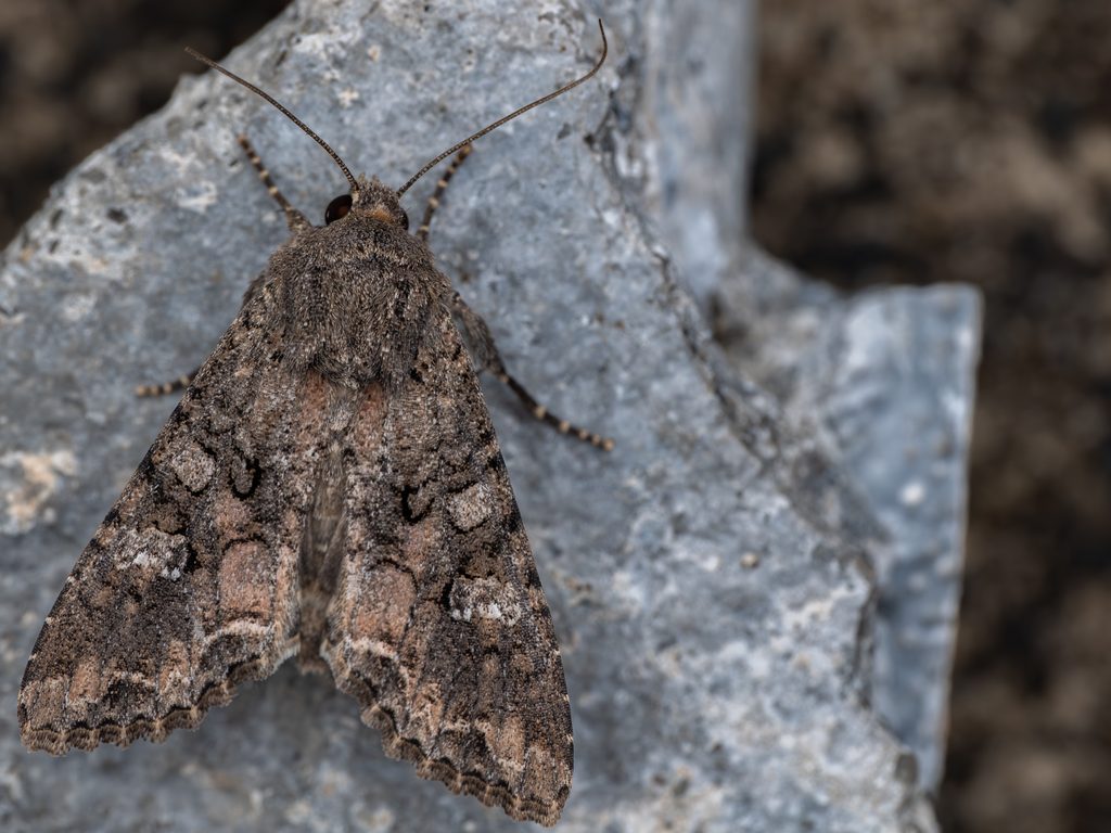 Mamestra brassicae (Linnaeus, 1758) photograph