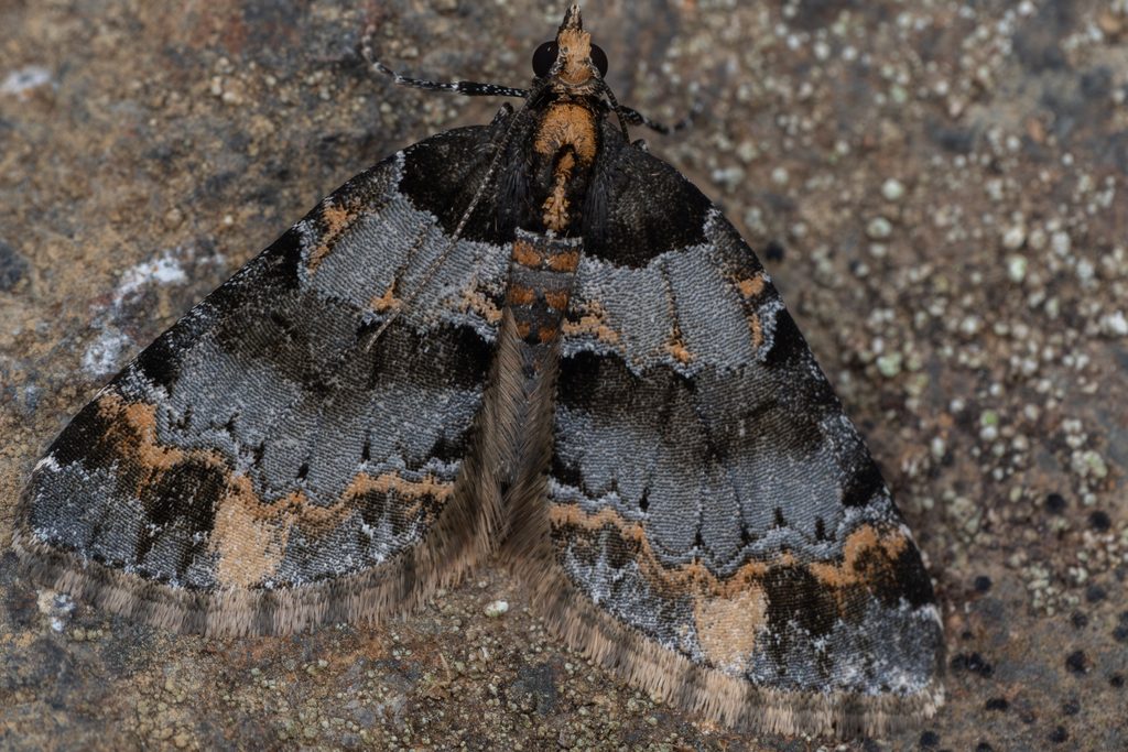 コカバスジナミシャク（Martania fulvida (Butler, 1881)）の写真