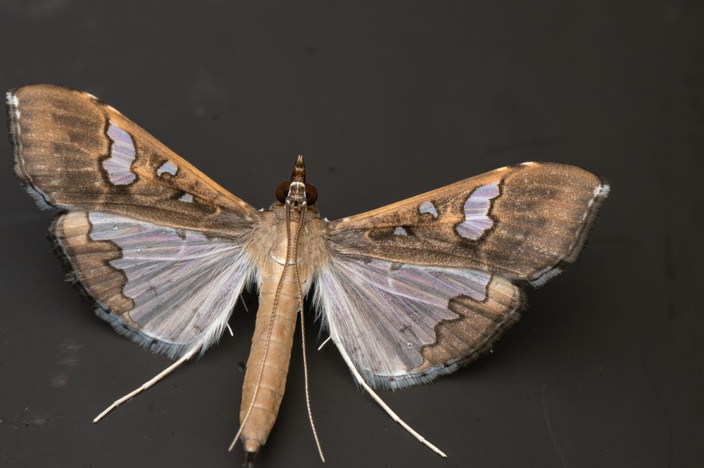 マメノメイガ（Maruca vitrata (Fabricius, 1787)）の写真