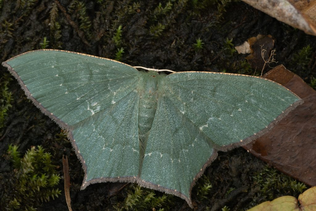 Maxates protrusa (Butler, 1878) photograph