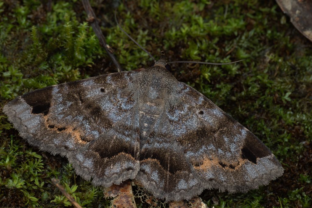カバフヒメクチバ（Mecodina cineracea (Butler, 1879)）の写真