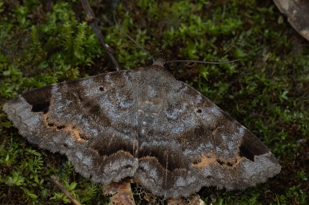 Mecodina cineracea (Butler, 1879) photograph