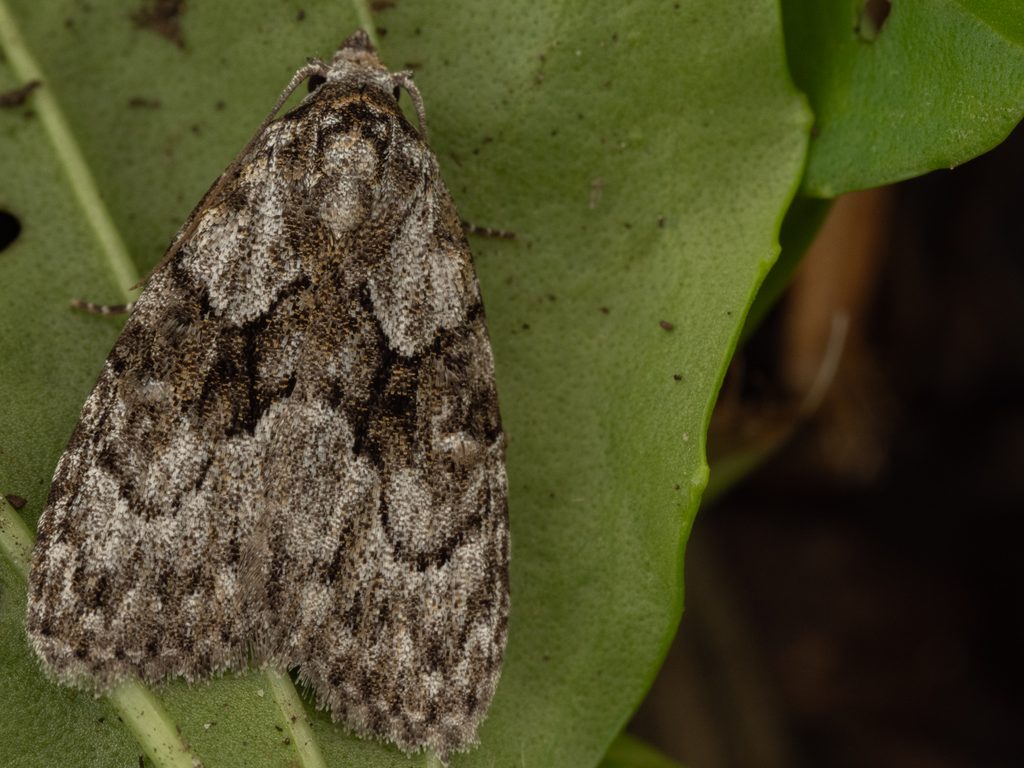 Meganola fumosa (Butler, 1879) photograph