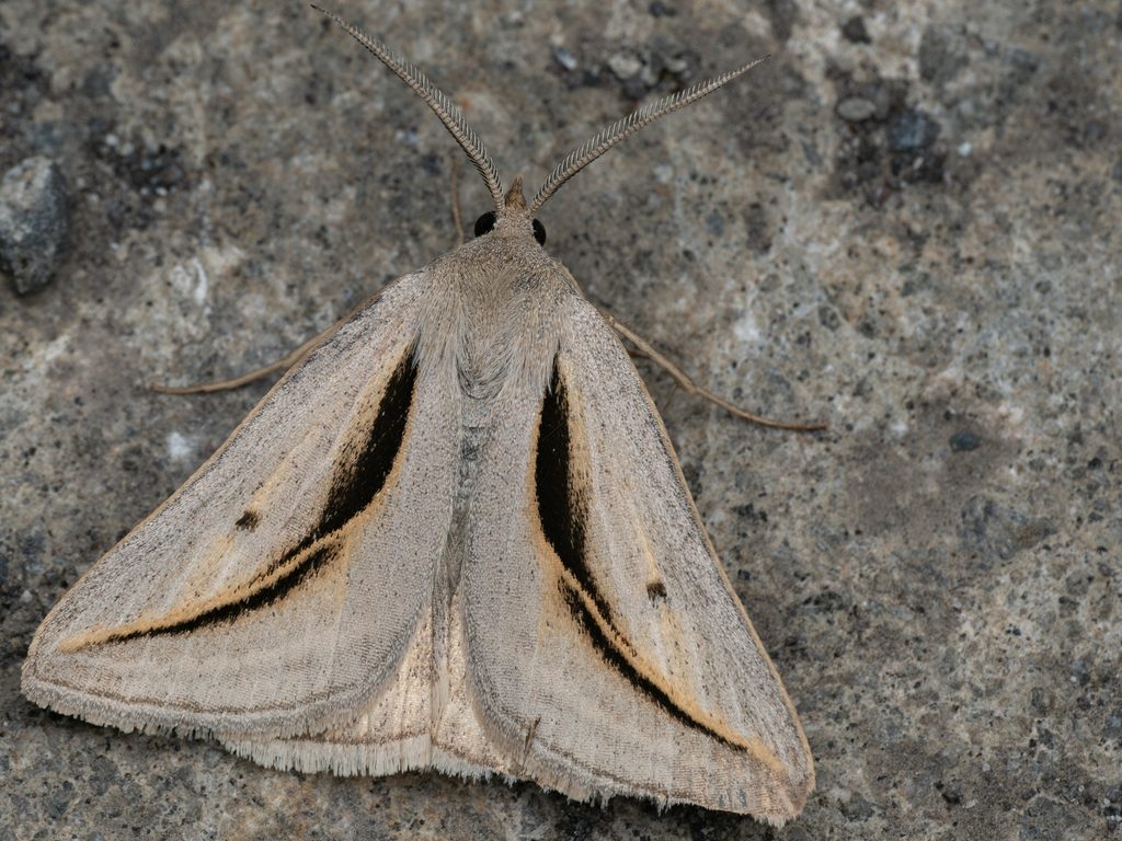 Melapia electaria (Bremer, 1864) photograph