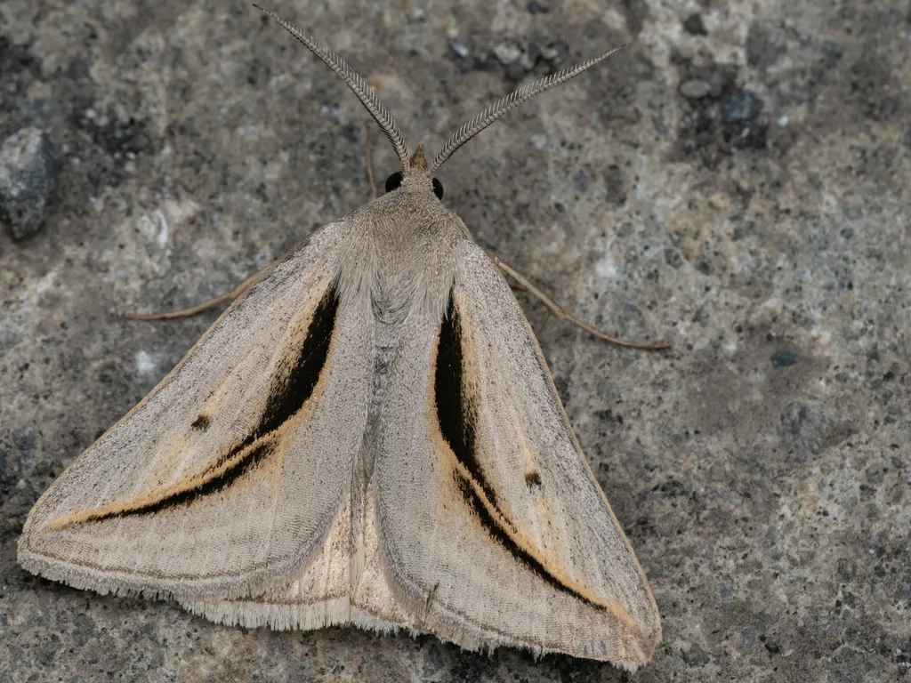 Melapia electaria (Bremer, 1864) photograph