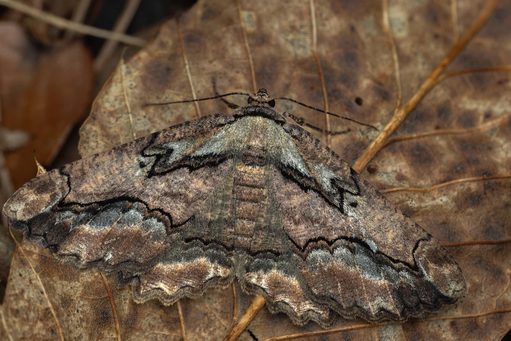 Menophra senilis (Butler, 1878) photograph