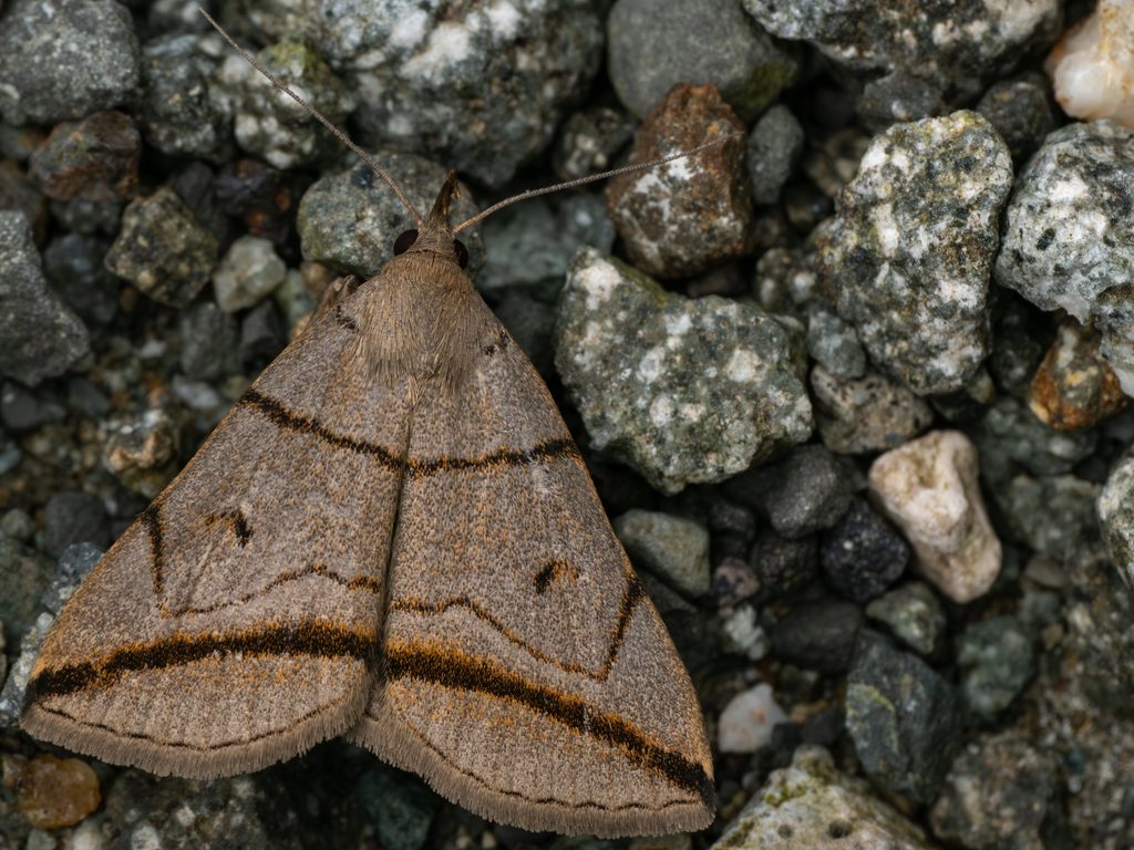 Mesoplectra griselda (Butler, 1879) photograph