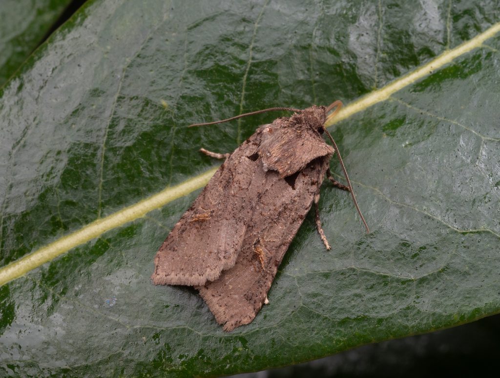 ヤクシマキリガ（Mesorhynchaglaea pacifica Sugi, 1980）の写真
