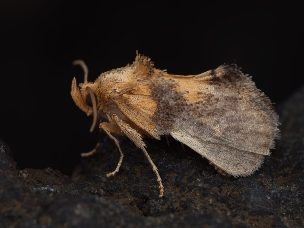 Microleon longipalpis Butler, 1885 photograph