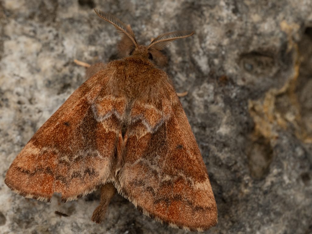 Micromelalopha troglodyta (Graeser, 1890) photograph