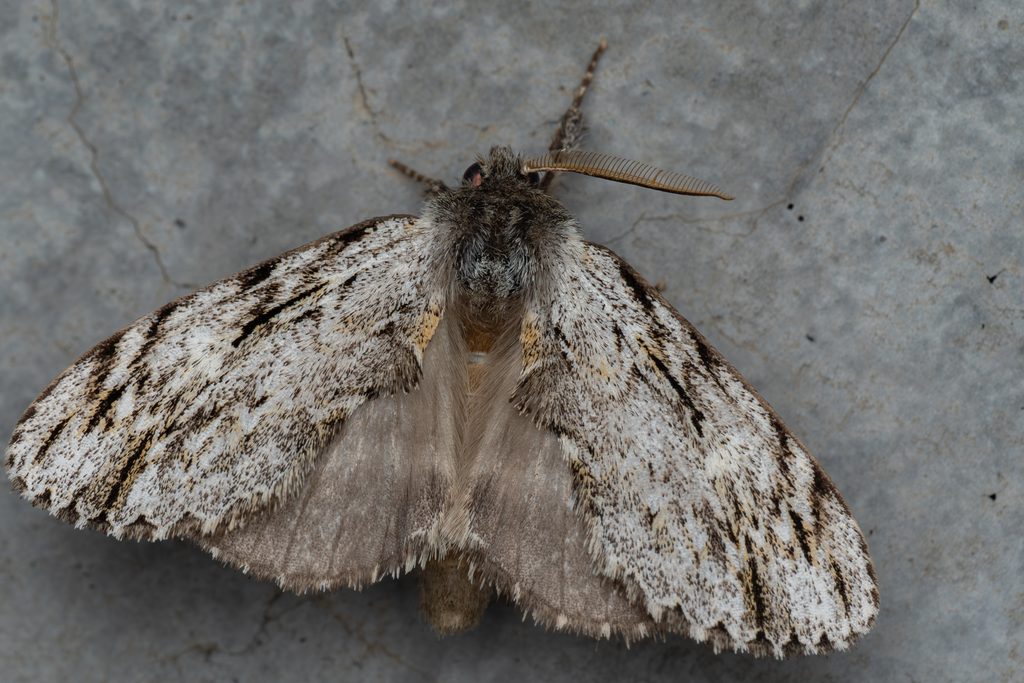 ハイイロシャチホコ（Microphalera grisea (Butler, 1885)）の写真