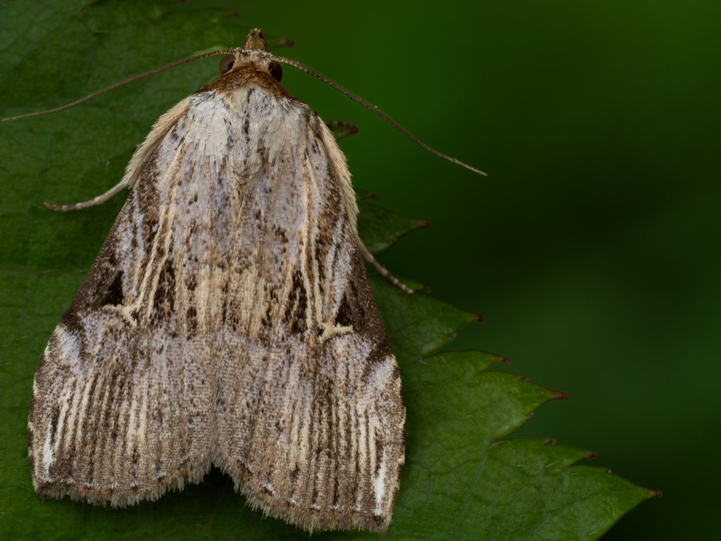 Microxyla confusa (Wileman, 1911) photograph
