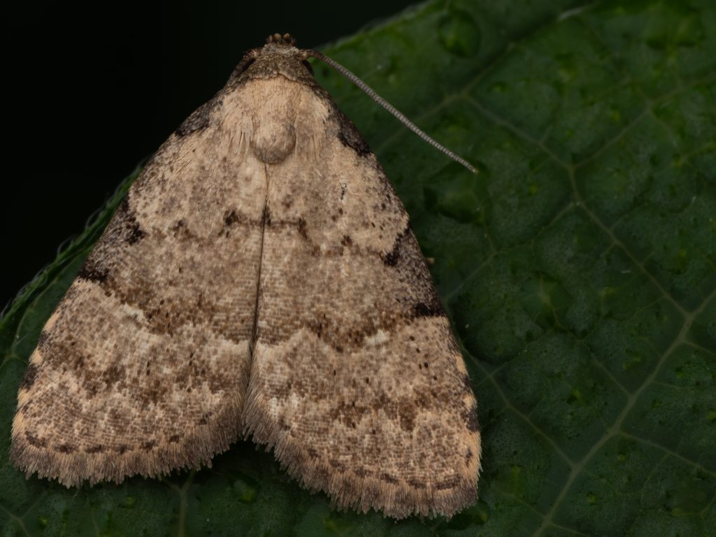 ウスオビアツバモドキ（Mimachrostia fasciata Sugi, 1982）の写真
