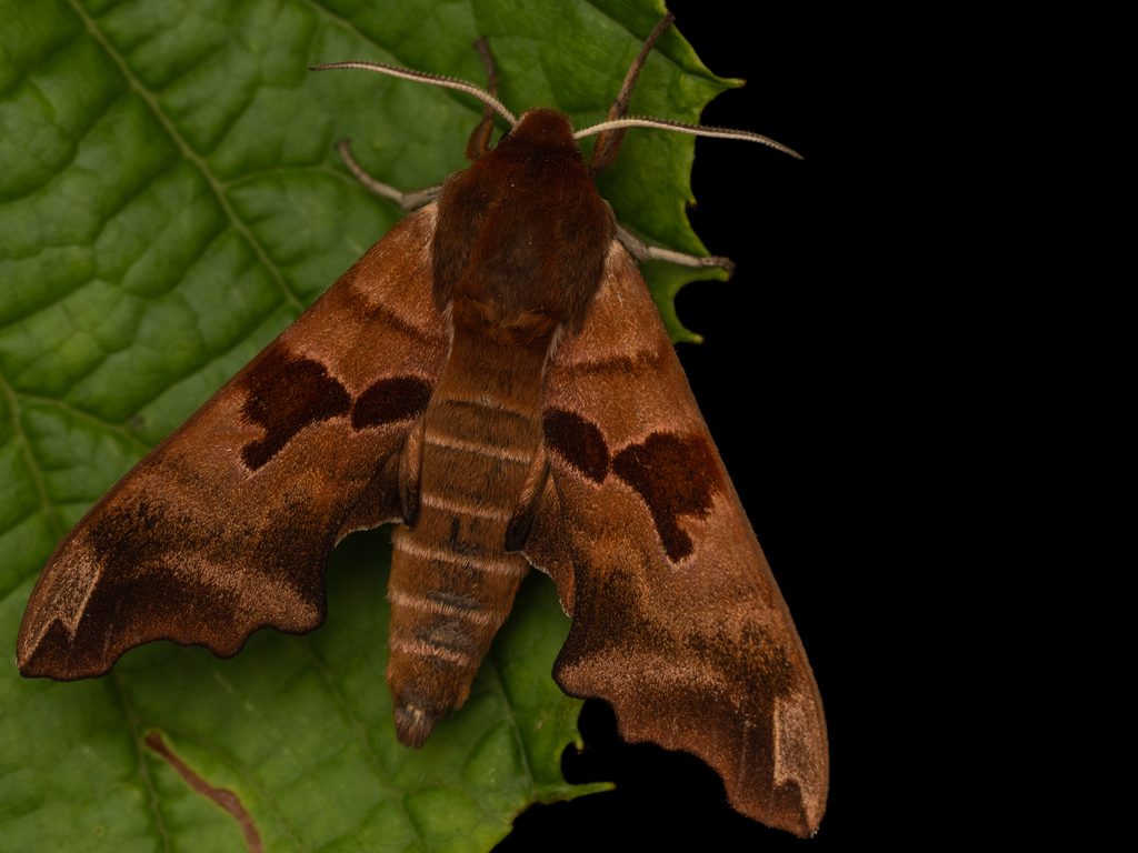 Mimas christophi (Staudinger, 1887) photograph