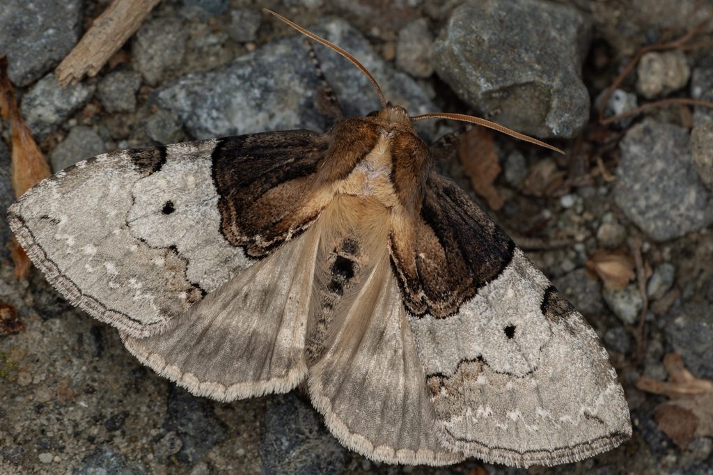 ネグロトガリバ（Mimopsestis basalis (Wileman, 1911)）の写真