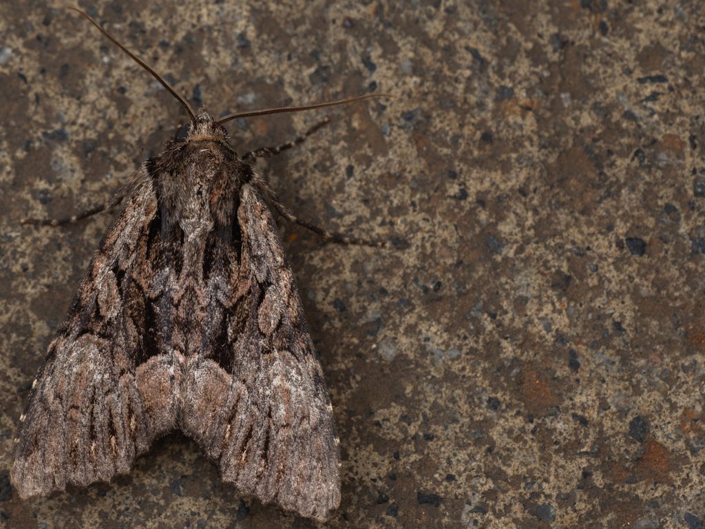 Mniotype melanodonta (Hampson, 1906) photograph