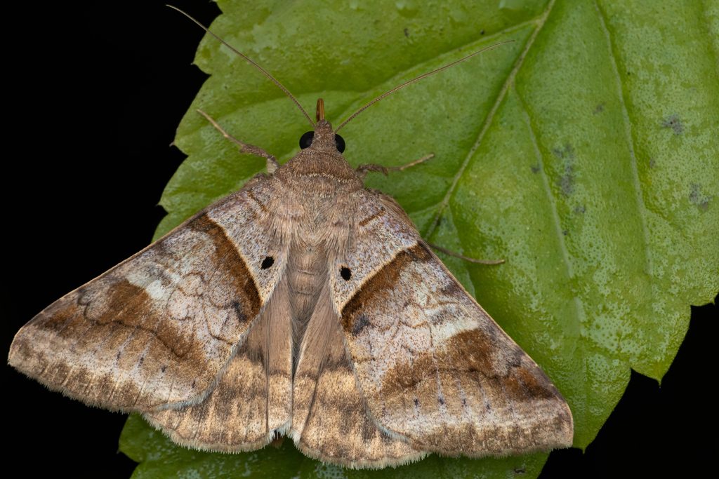 Mocis undata (Fabricius, 1775) photograph