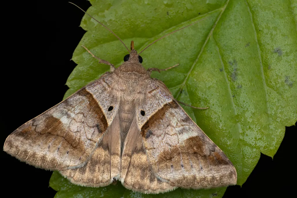 Mocis undata (Fabricius, 1775) photograph