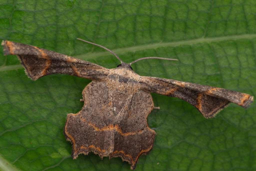 マルバネフタオ（Monobolodes prunaria (Moore, 1887)）の写真