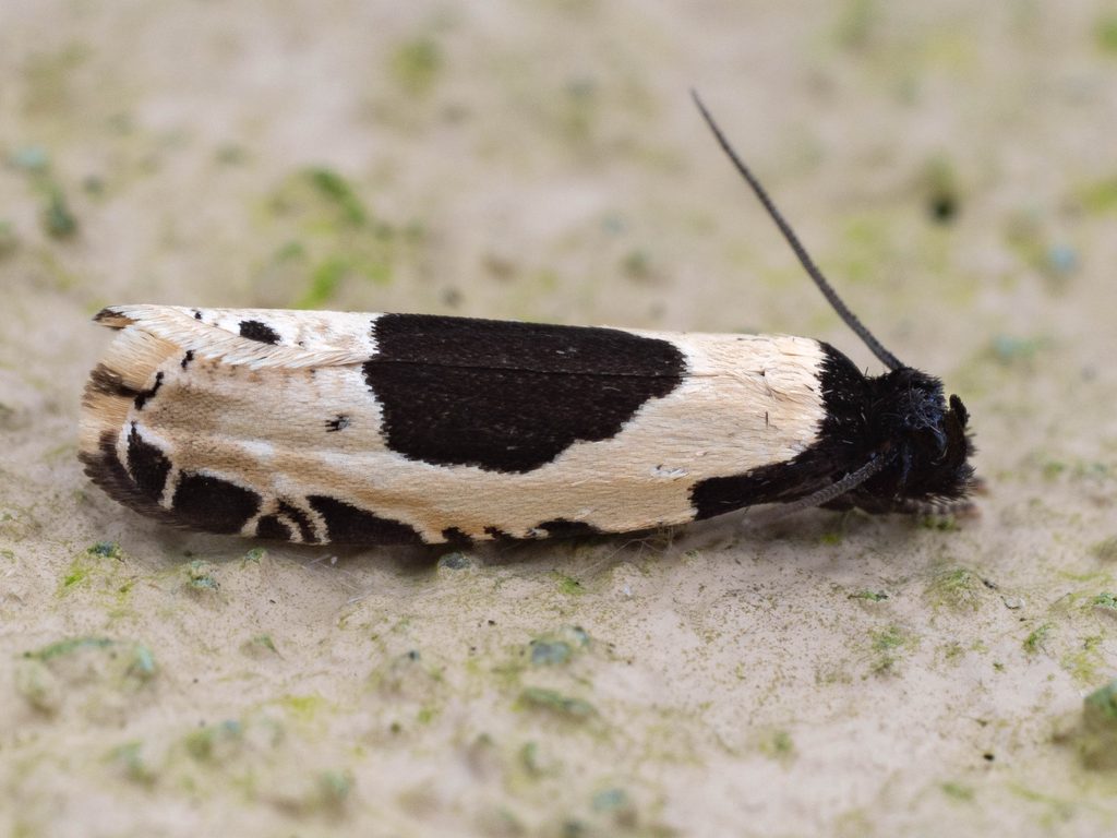 アトモンヒロズコガ（Morophaga bucephala (Snellen, 1884)）の写真