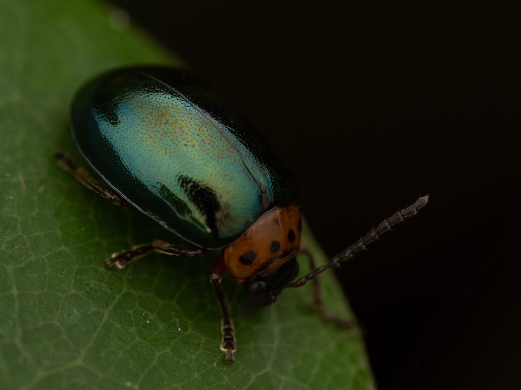 オキナワイチモンジハムシ（Morphosphaera caerulea (Schönfeldt, 1890)）の写真