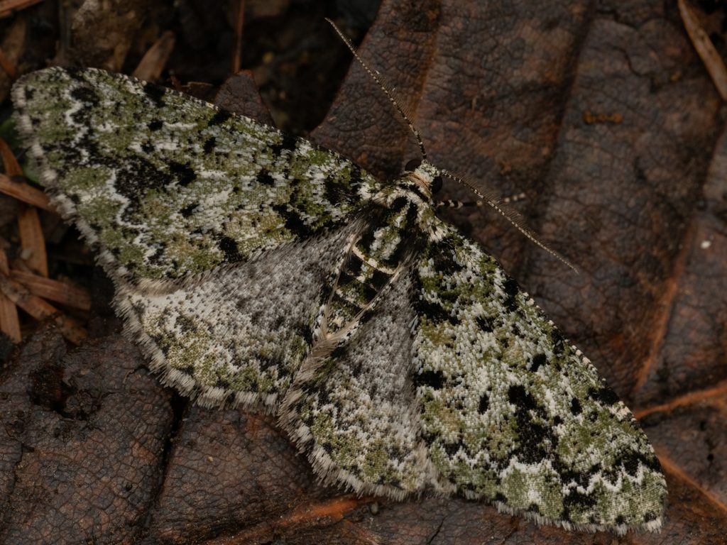 キバネトビスジエダシャク（Myrioblephara cilicornaria (Püngeler, 1903)）の写真
