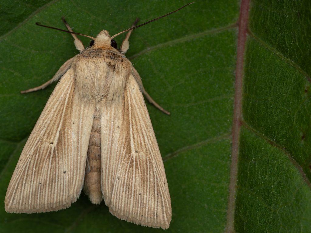 Mythimna chosenicola (Bryk, 1948) photograph