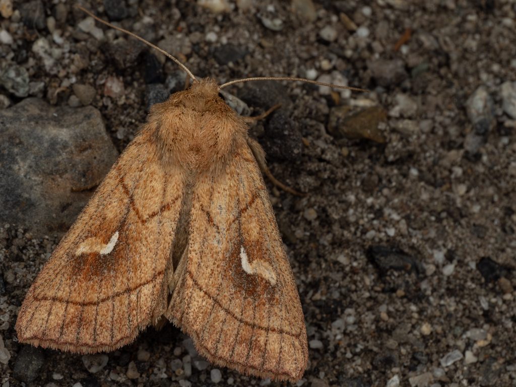 シロテンキヨトウ（Mythimna conigera (Denis & Schiffermüller, 1775)）の写真