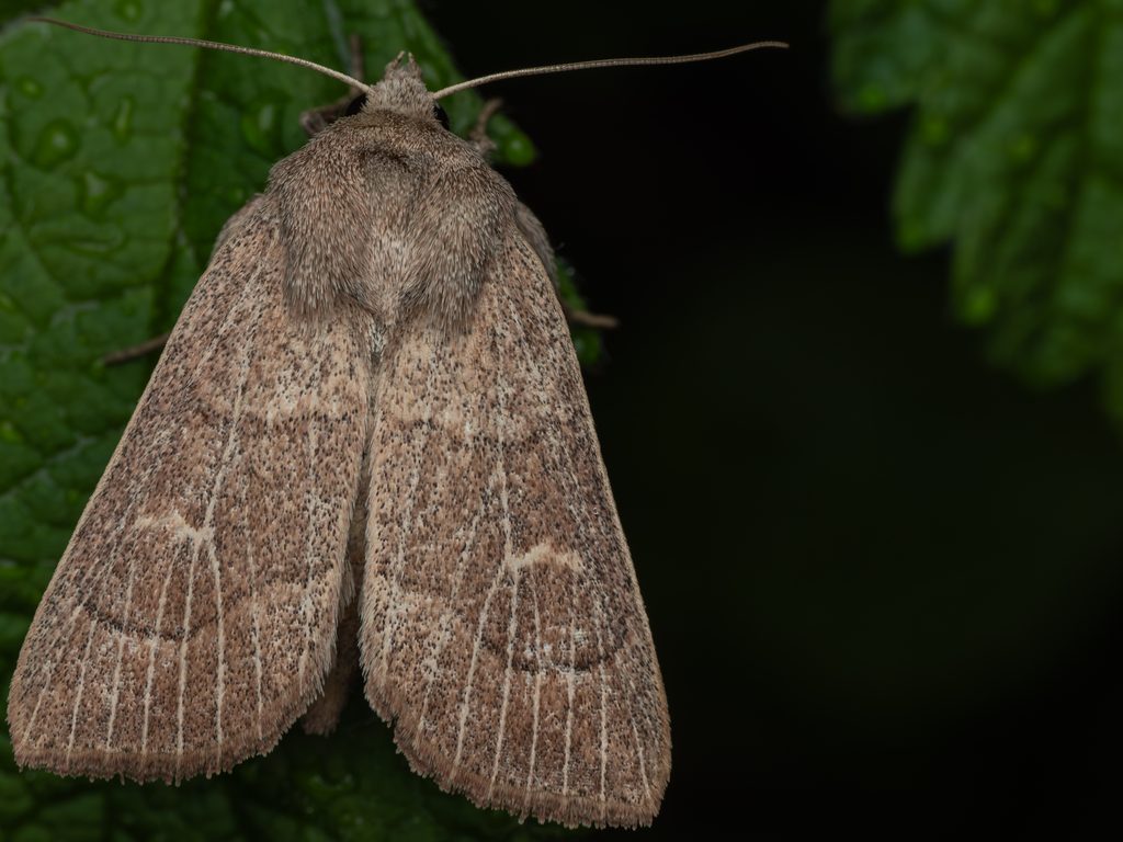 ウスイロキヨトウ（Mythimna inanis (Oberthür, 1880)）の写真