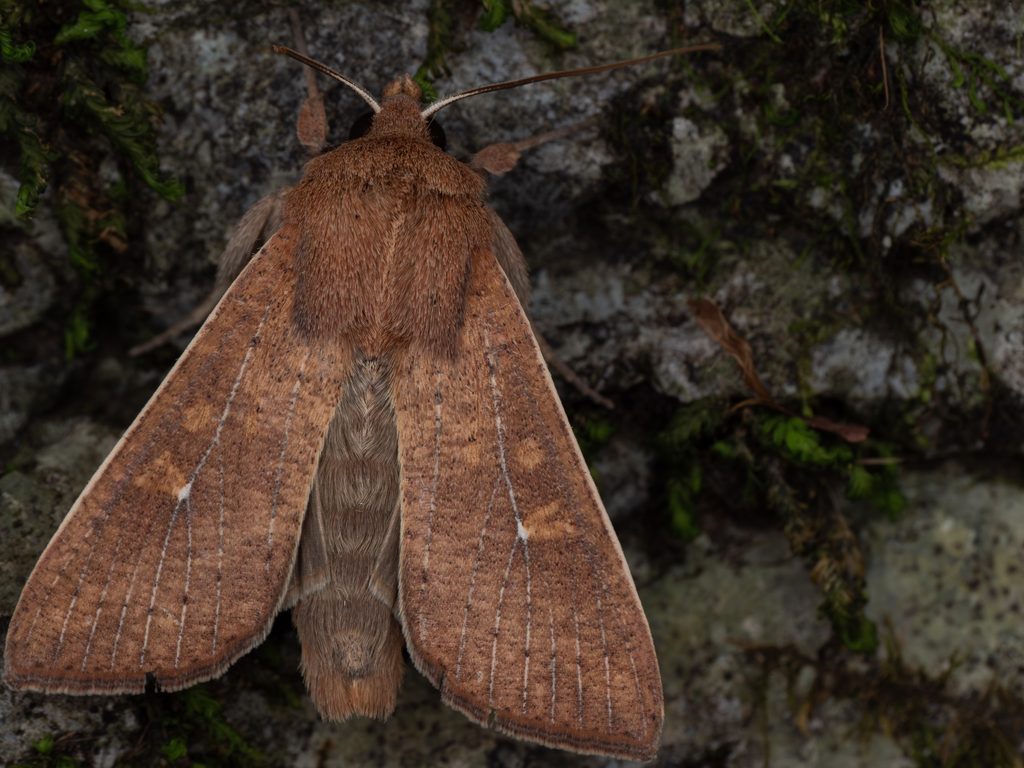 マエジロアカフキヨトウ（Mythimna pallidicosta (Hampson, 1894)）の写真
