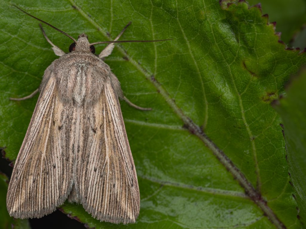 Mythimna postica (Hampson, 1905) photograph