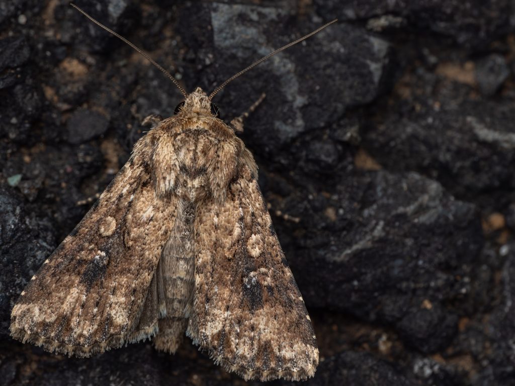 Mythimna stolida (Leech, [1889]) photograph